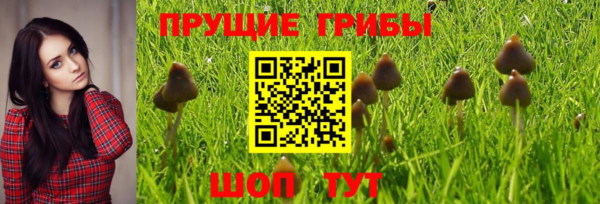 Псилоцибиновые грибы GOLDEN TEACHER Можайск